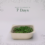 Easy grow Organic Arugula Microgreen Seeds with soil kit