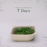 Easy grow Organic Arugula Microgreen Seeds with soil kit