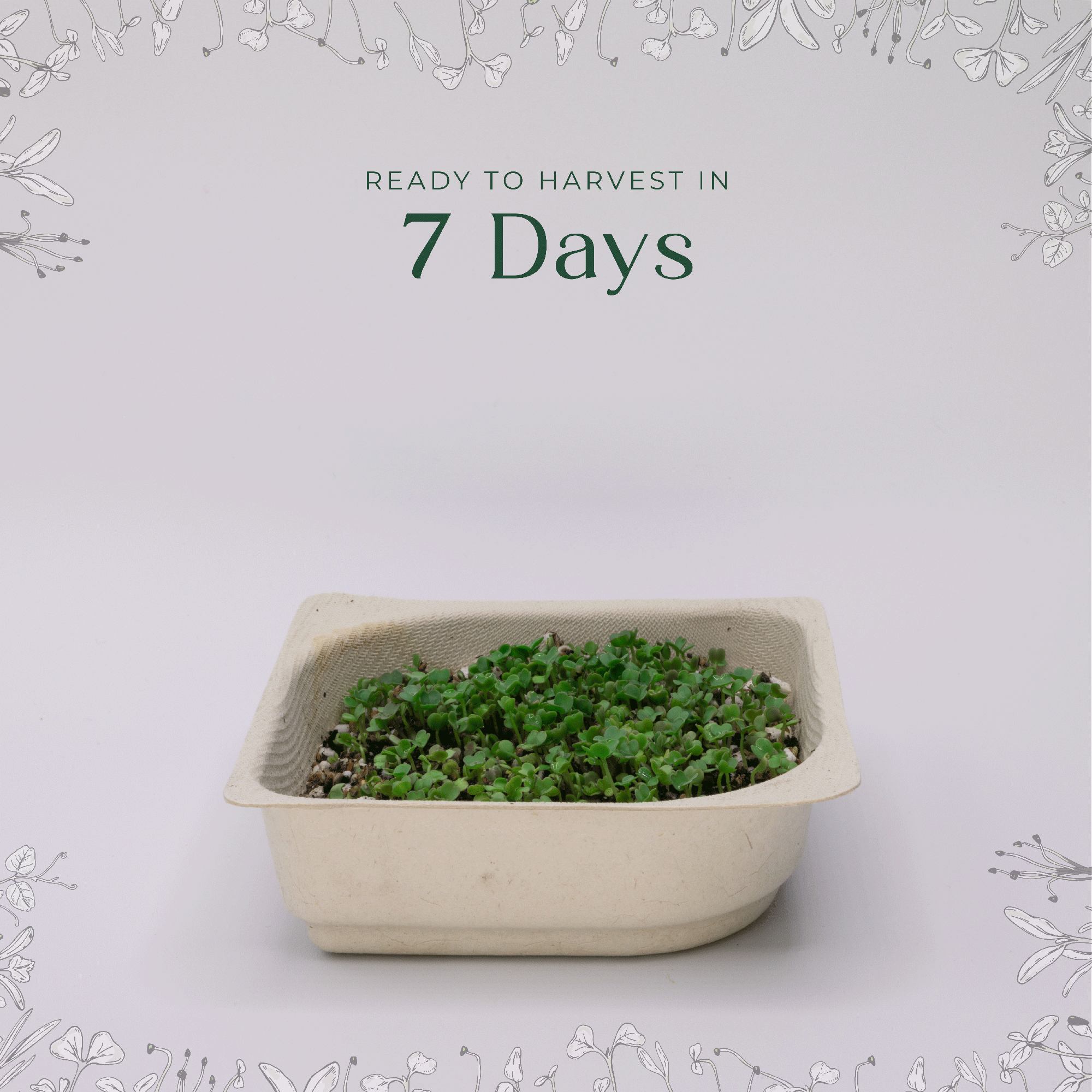 Easy grow Organic Arugula Microgreen Seeds with soil kit