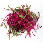Organic Red Beet Microgreen handful