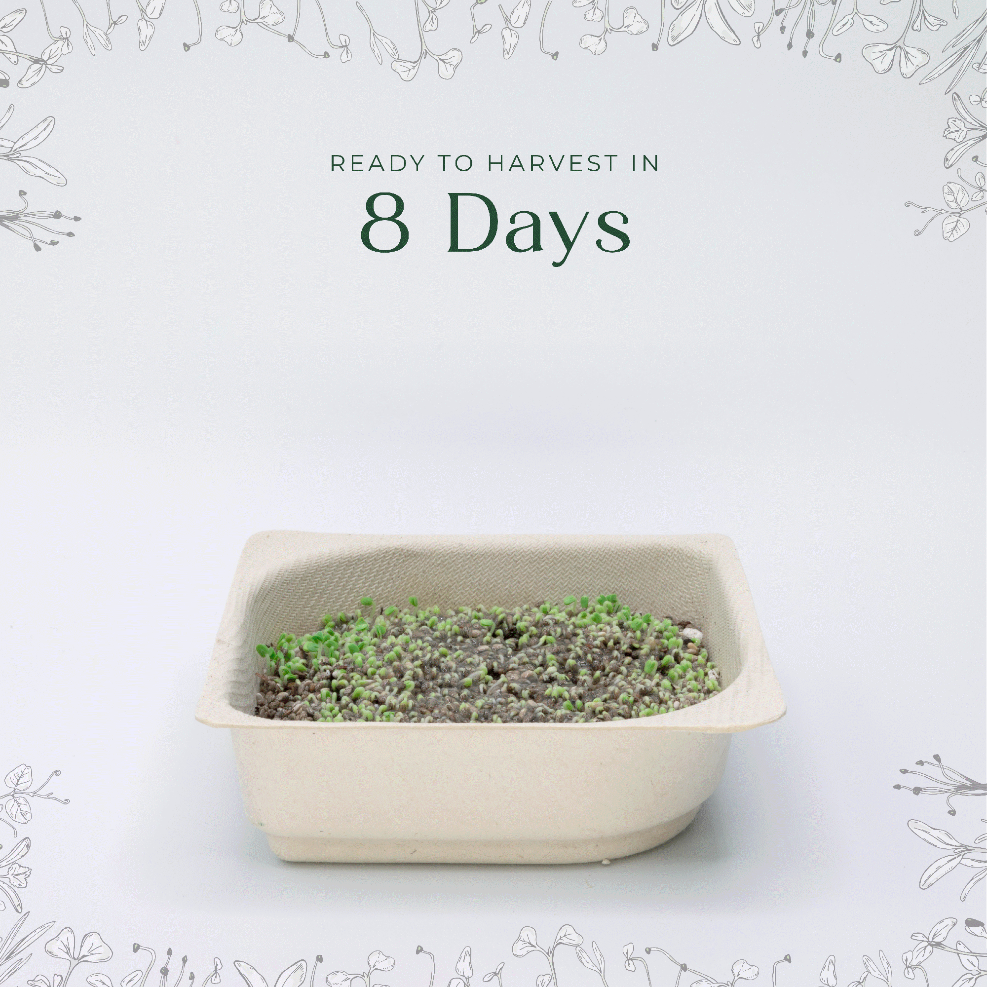 Easy to grow Red Beet Microgreen seed and soil kit