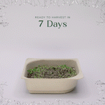 Easy Organic Broccoli Microgreen Seeds with soil kit