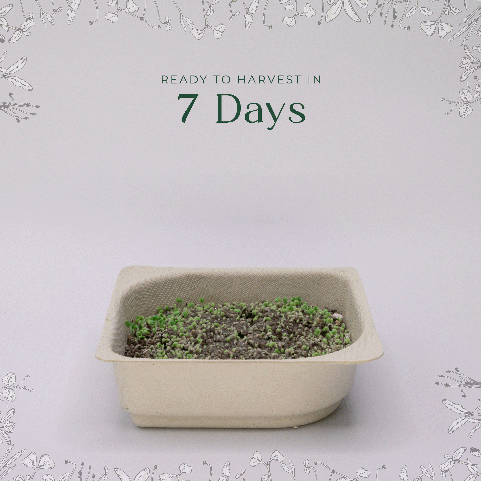 Easy Organic Broccoli Microgreen Seeds with soil kit