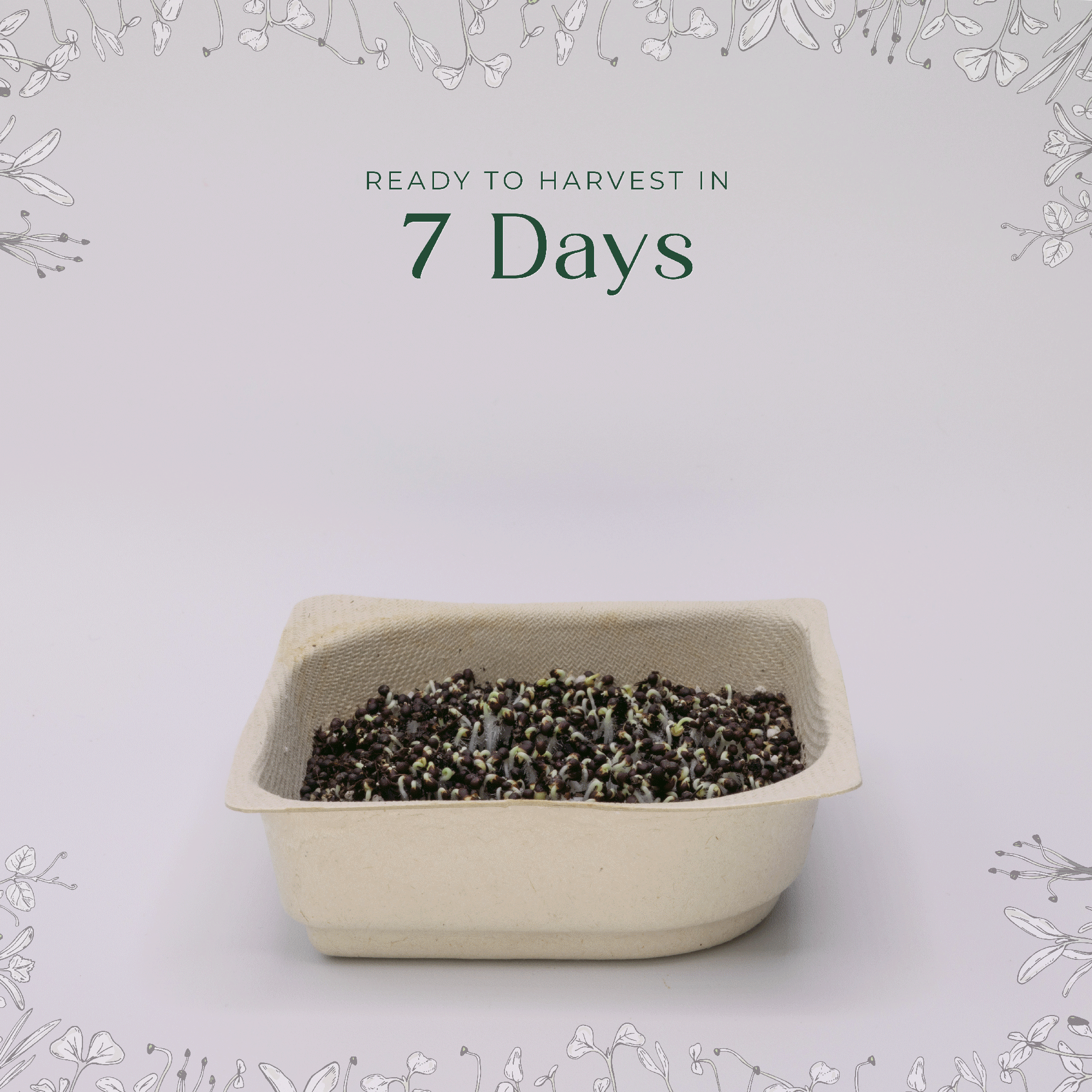 Easy Organic Chia Microgreen Seeds with soil kit