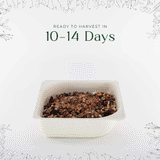 Micro Cilantro - 9 Tray Pack (ClassWallet)