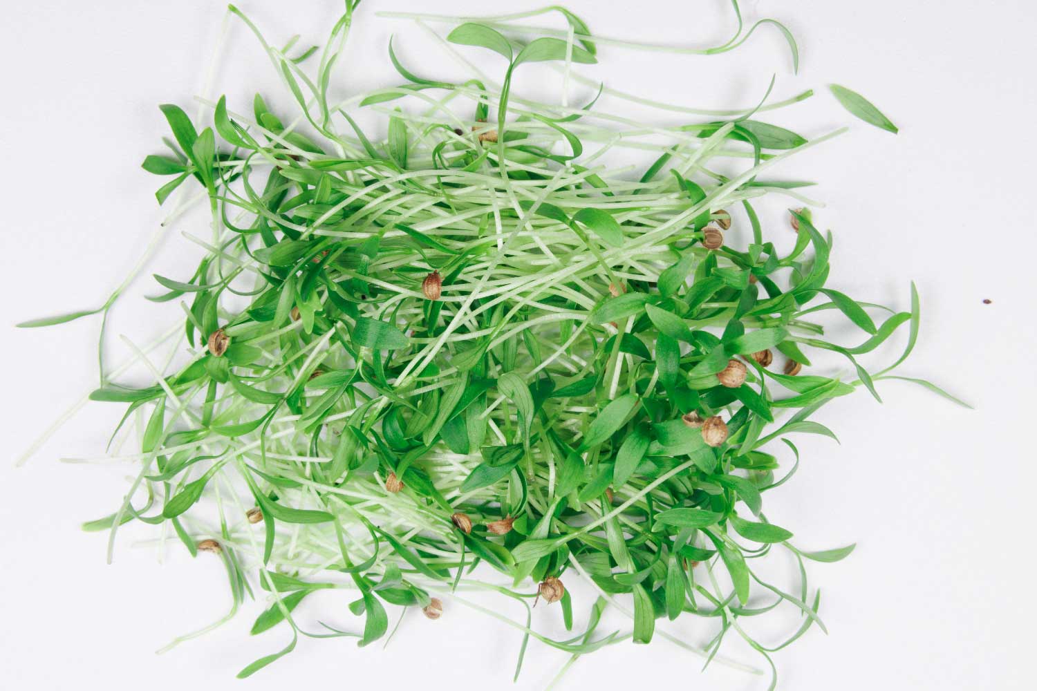Cilantro Microgreen pile