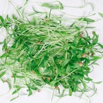 Cilantro Microgreen pile