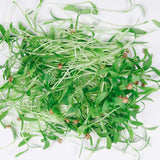Cilantro Microgreen pile