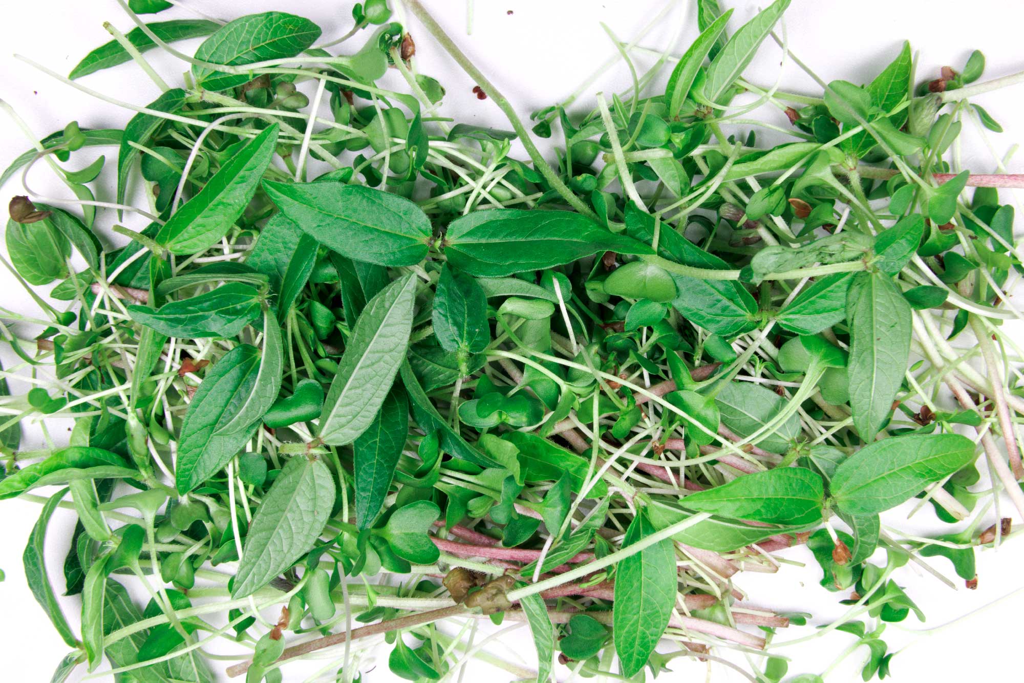 Hormone Microgreen Blend Pile