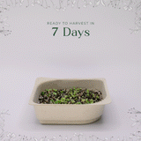 Easy Organic Kale Microgreen Seed & Soil Kit