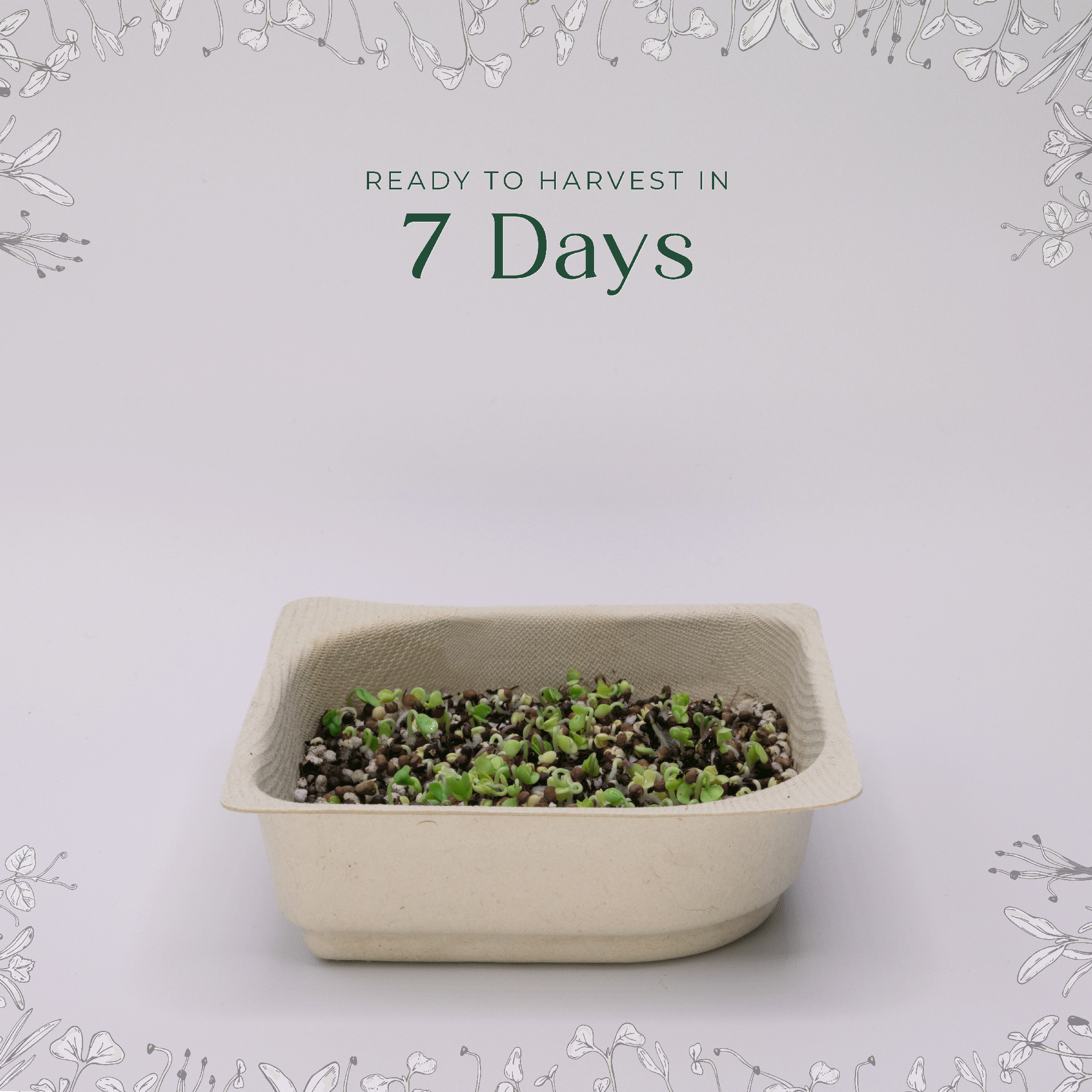 Easy Organic Kale Microgreen Seed & Soil Kit