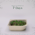 Easy Organic Mustard Microgreen seeds with soil kit