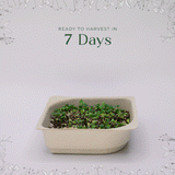 Easy Organic Mustard Microgreen seeds with soil kit