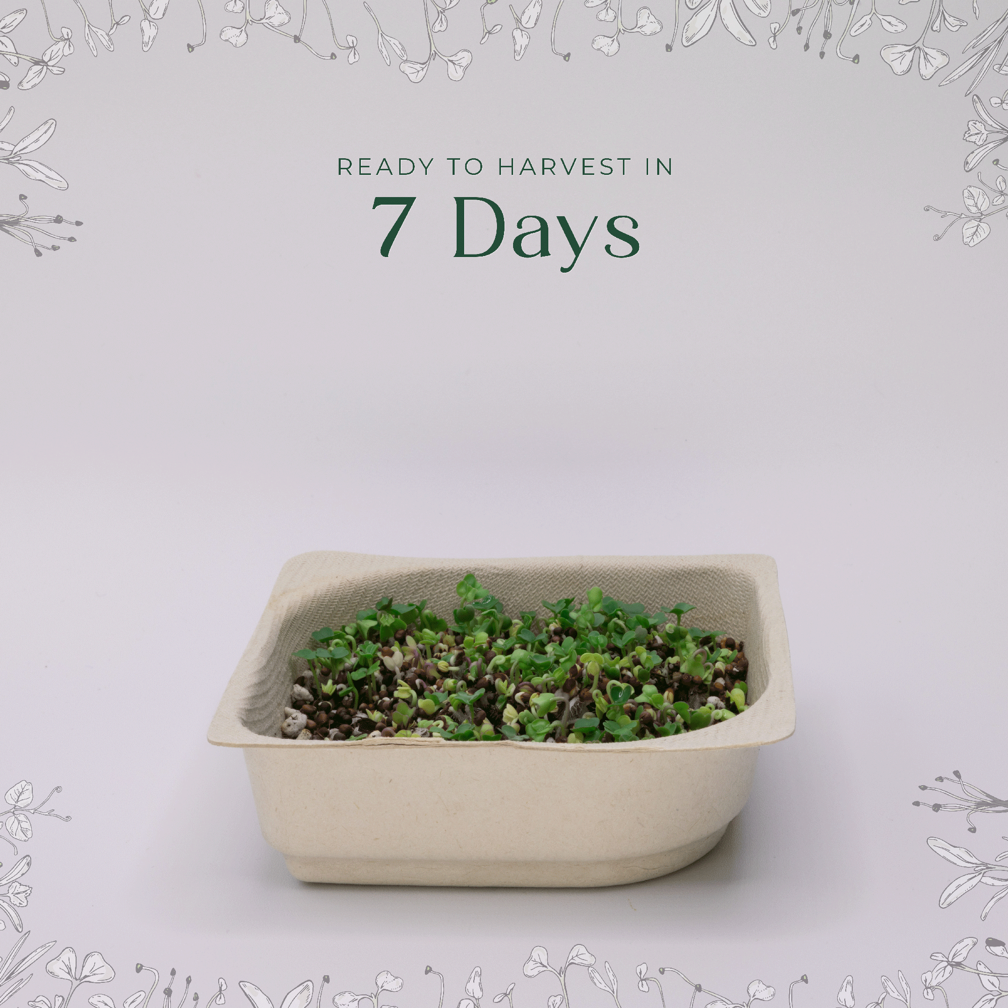 Easy Organic Mustard Microgreen seeds with soil kit