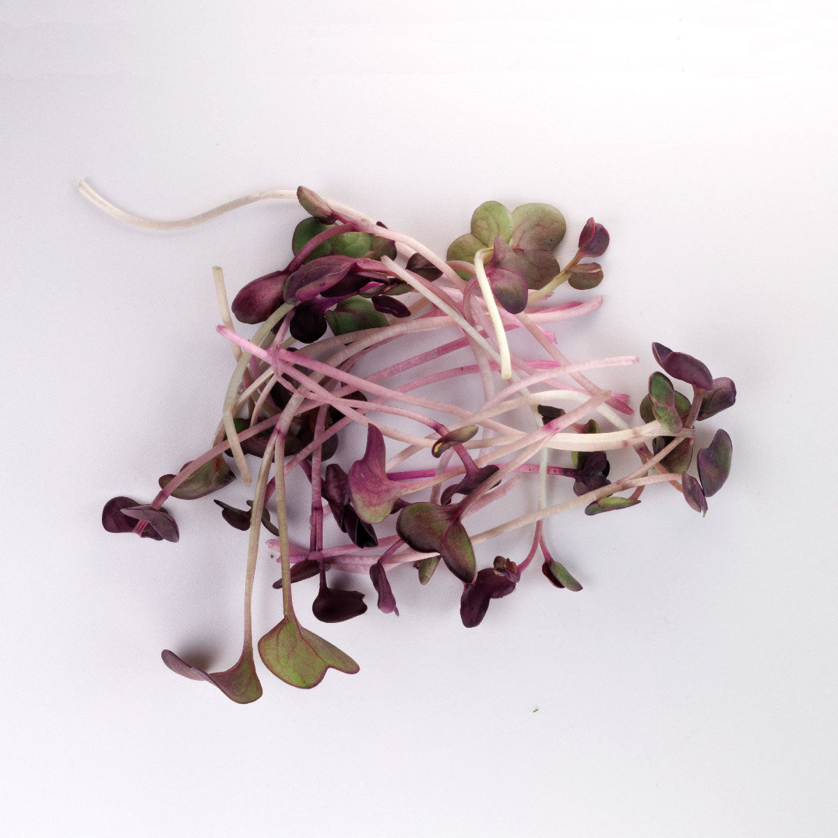 Fresh Organic Radish Microgreen handful