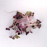 Fresh Organic Radish Microgreen handful