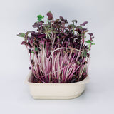 Easy grow Organic Radish Microgreen Seed and Soil Kit