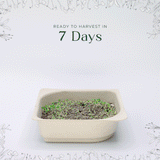 Easy grow Organic Radish Microgreen Seed and Soil Kit