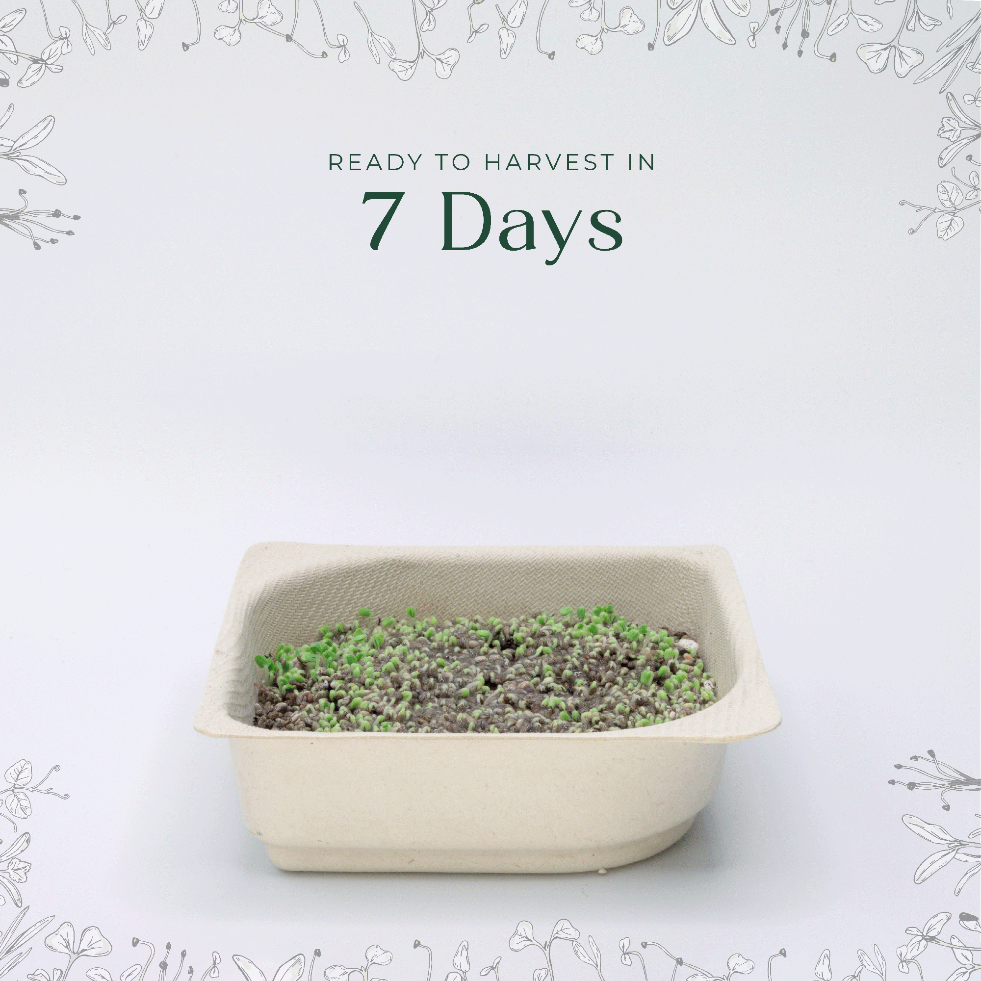 Easy grow Organic Radish Microgreen Seed and Soil Kit