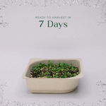 Easy Organic Salad Micro green blend seeds with soil kit