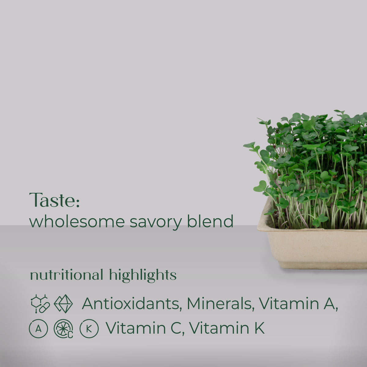 Salad Microgreen Blend Grow Nutrition