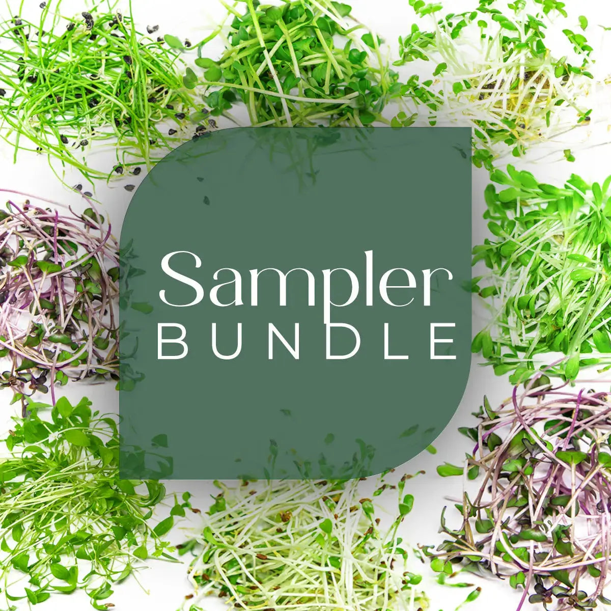microgreen seed and soil sampler - red cabbage, kohlrabi, broccoli, red beet, radish, arugula, mustard