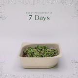 Easy Organic Smoothie Microgreen Blend seeds with soil kit