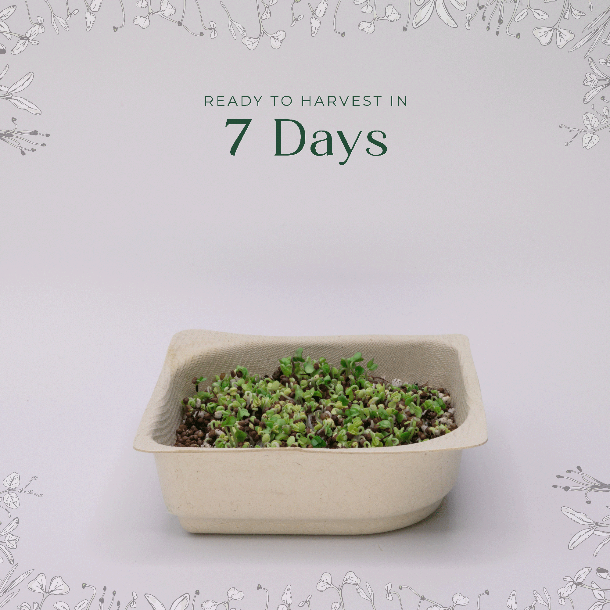 Easy Organic Smoothie Microgreen Blend seeds with soil kit