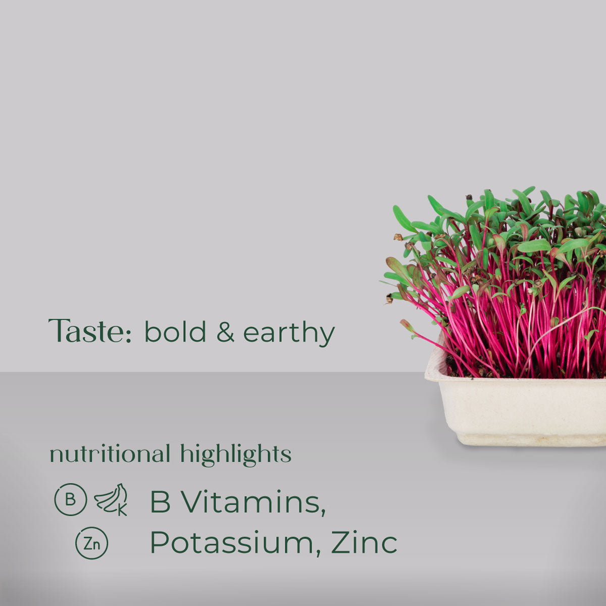 Red Beet Microgreen Grow Nutrition