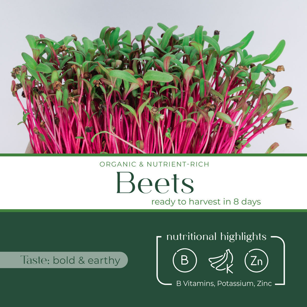 red_beet_microgreen_highlight_cover