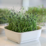 Micro Chives - 9 Tray Pack (ClassWallet)