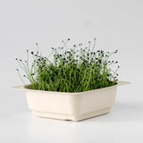 Micro Chives - 9 Tray Pack (ClassWallet)