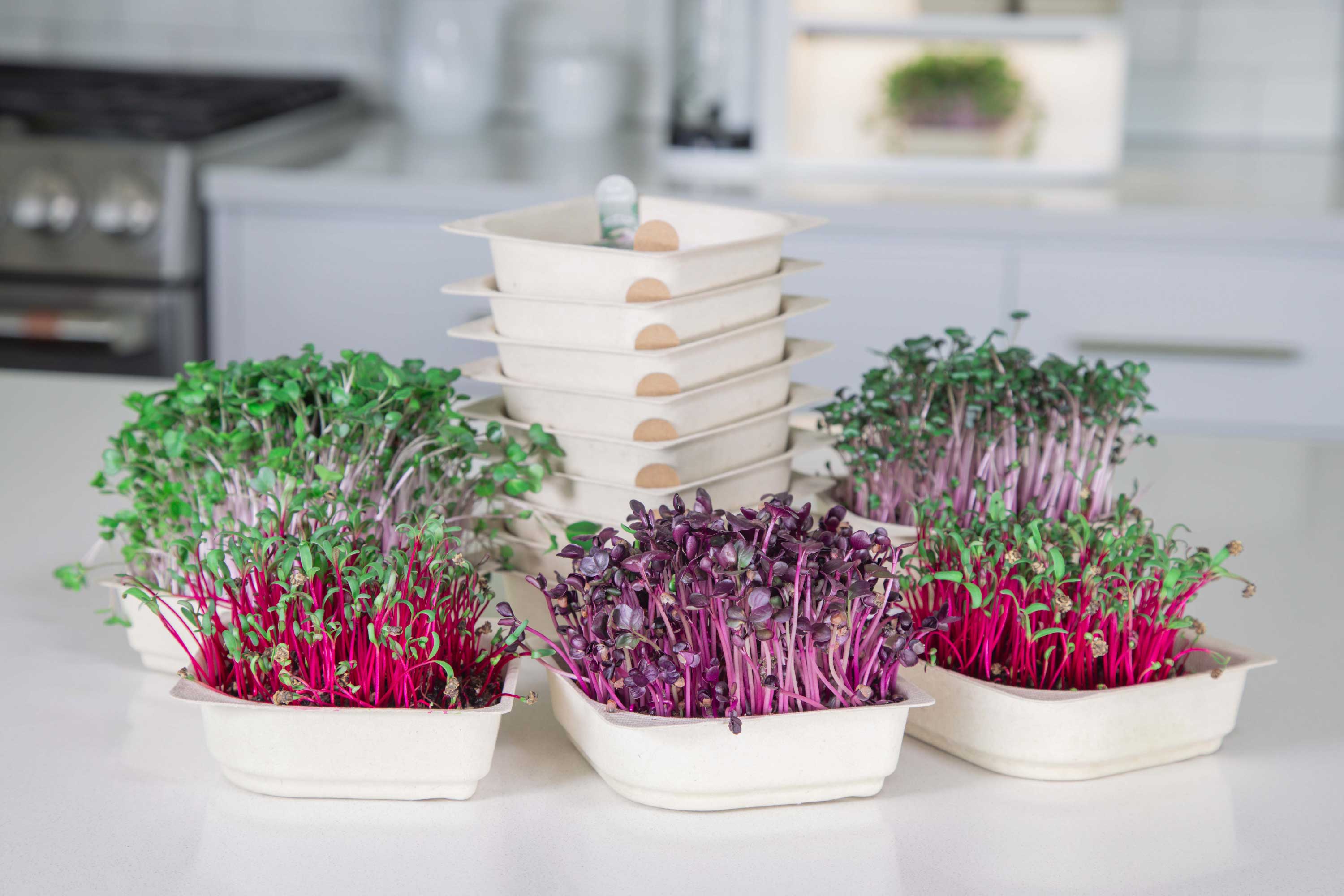 Color Microgreen Bundle - Beets, Cabbage, Kohlrabi, Radish