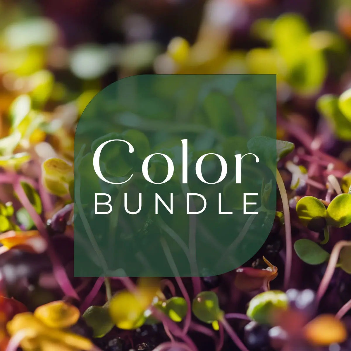 Colorful micro green blend seed and soil growing kit