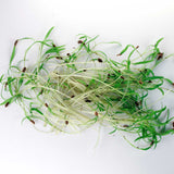 Micro Dill - 9 Tray Pack (ClassWallet)