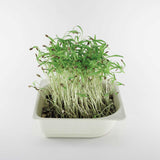 Micro Dill - 9 Tray Pack (ClassWallet)