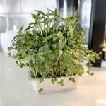 Hormone Microgreen Blend - Mung Bean