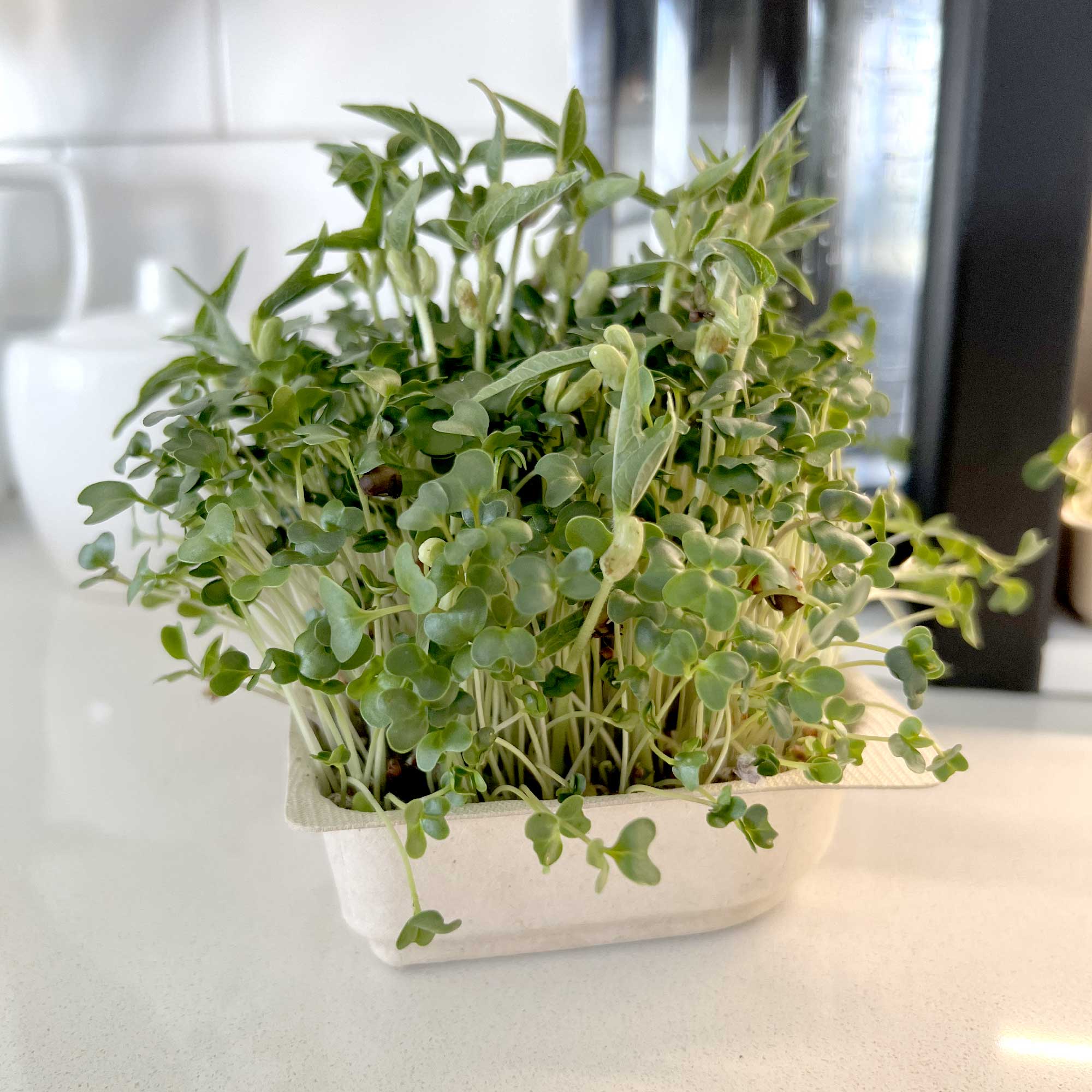Hormone Microgreen Blend - Mung Bean