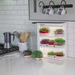 easily grow colorful microgreen kit