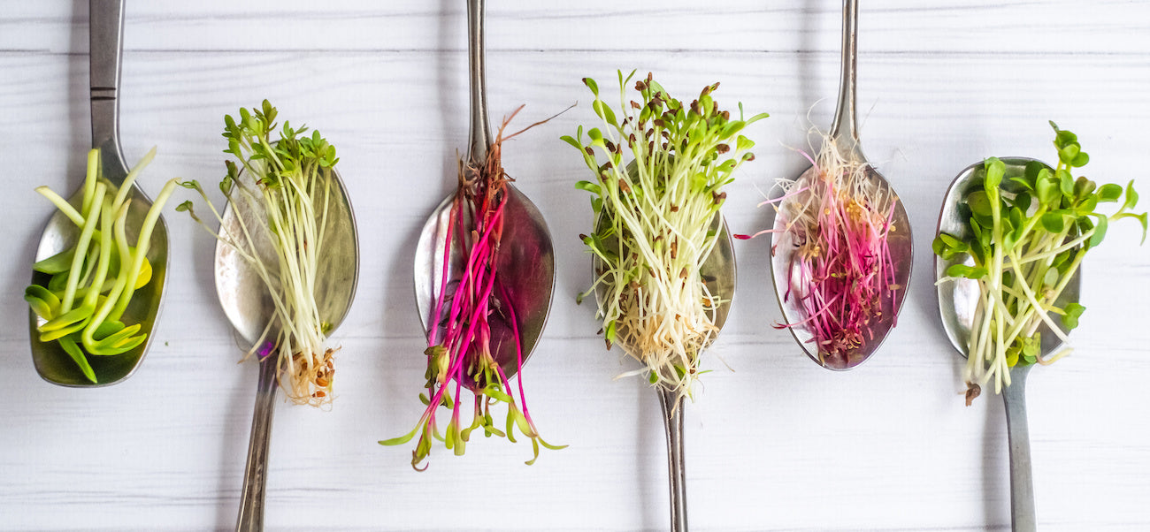 Microgreen Sprouts clean on table