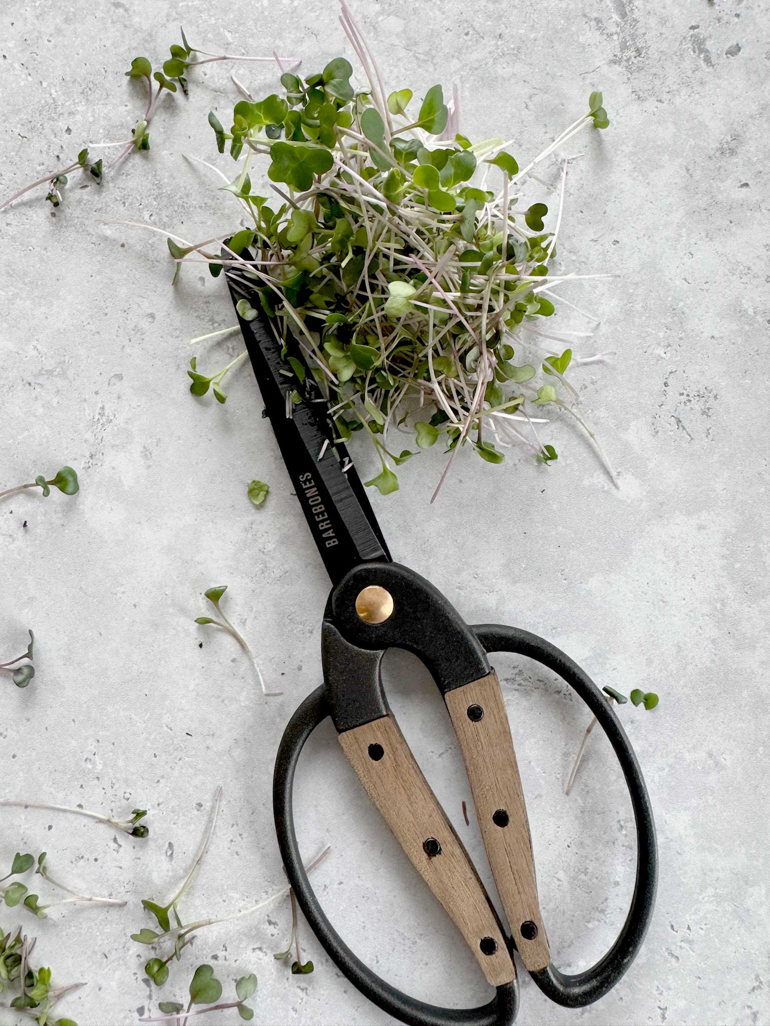 Harvest Scissors (ClassWallet)