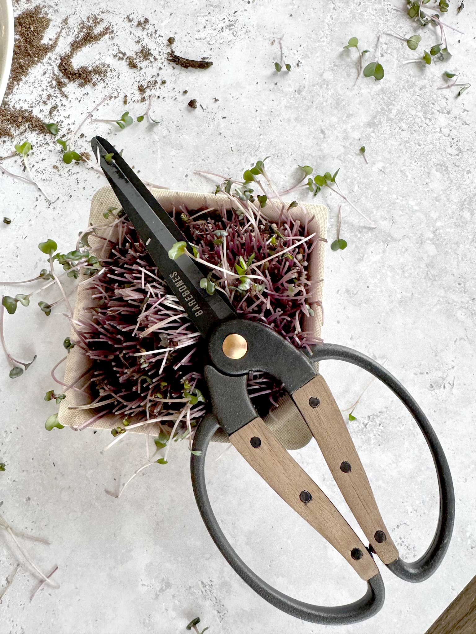 Harvest Scissors (ClassWallet)