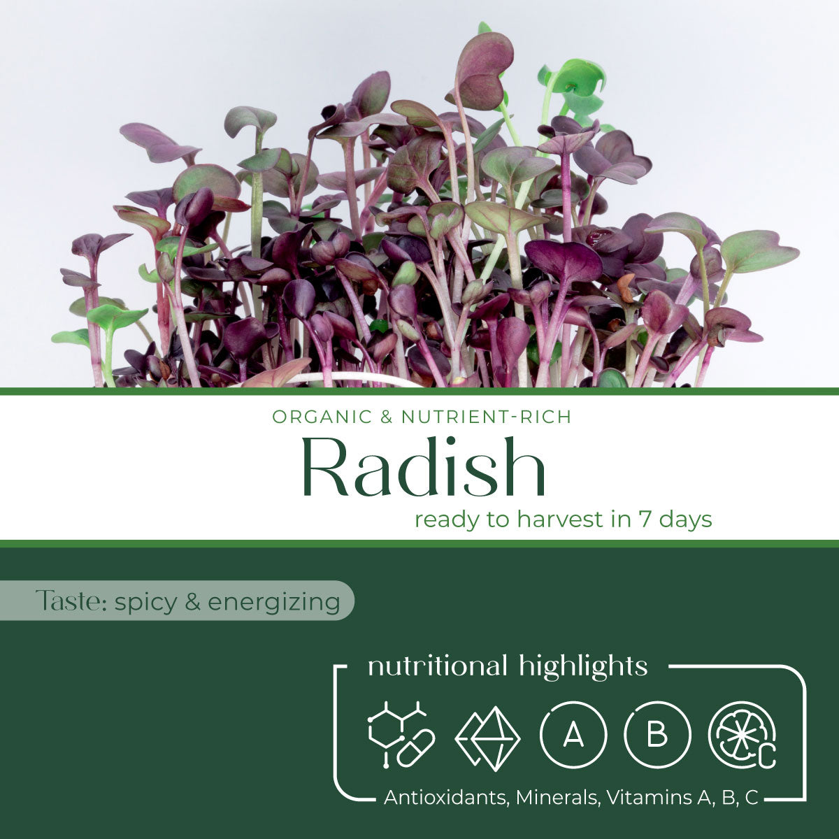 radish_microgreen_highlight_cover