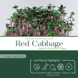 red_cabbage_microgreen_highlight_cover