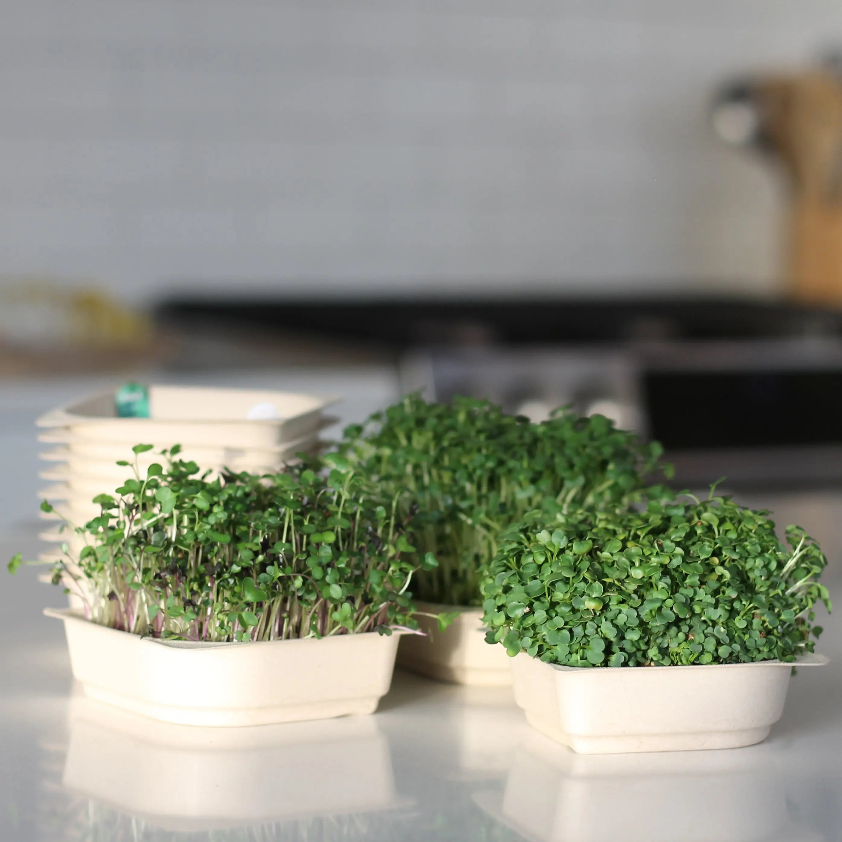 microgreen mix seed and soil growing kit