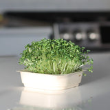 Easy Organic Broccoli Micro green Seeds with soil kit