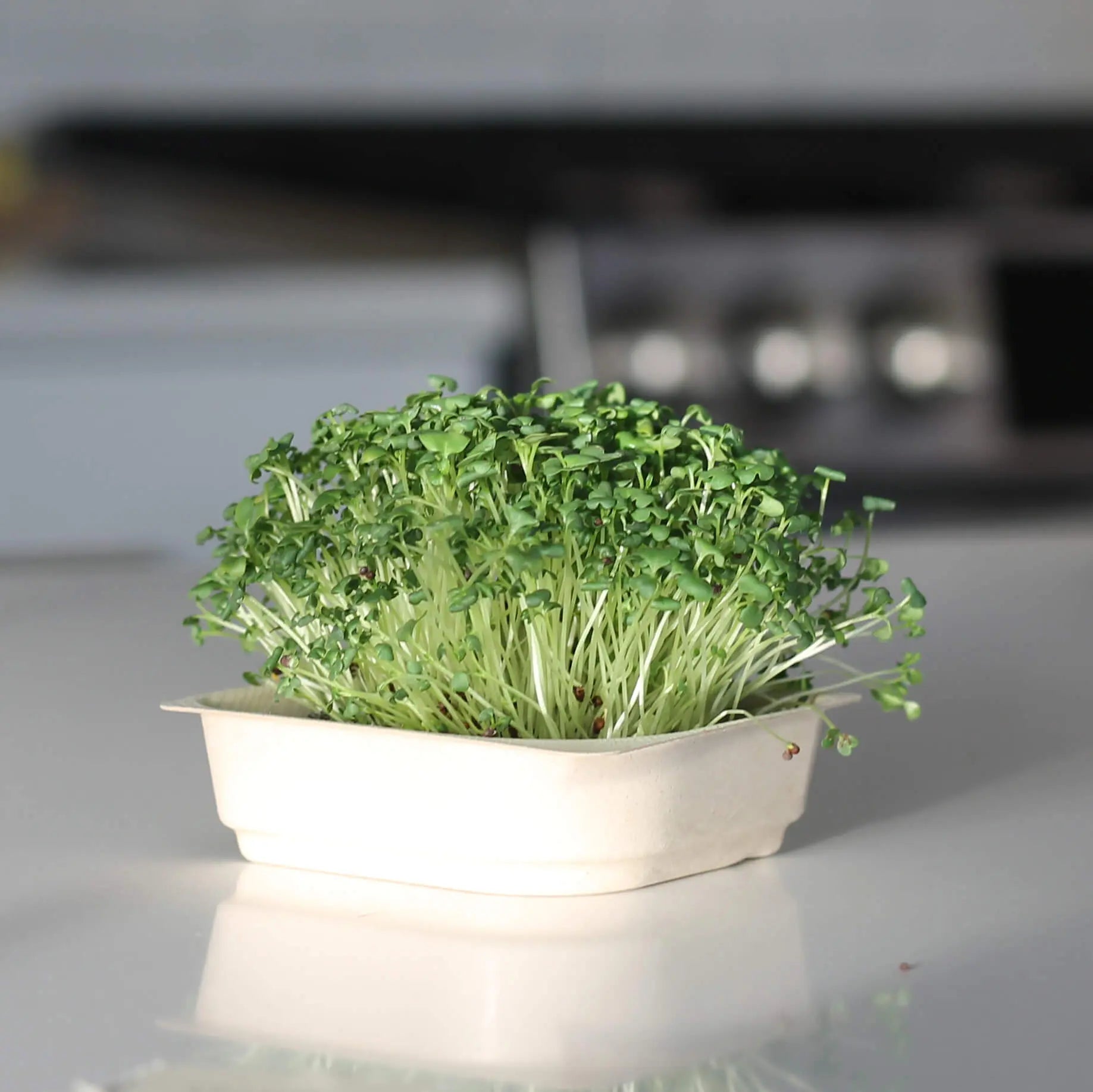 Easy Organic Broccoli Micro green Seeds with soil kit