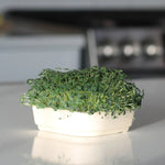 Organic Chia Micro green Seeds with soil tray