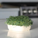 Organic Chia Micro green Seeds with soil tray