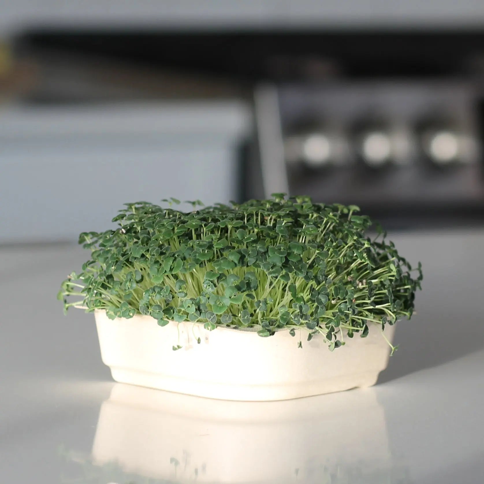 Organic Chia Micro green Seeds with soil tray